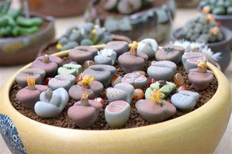 生石花用肥方法