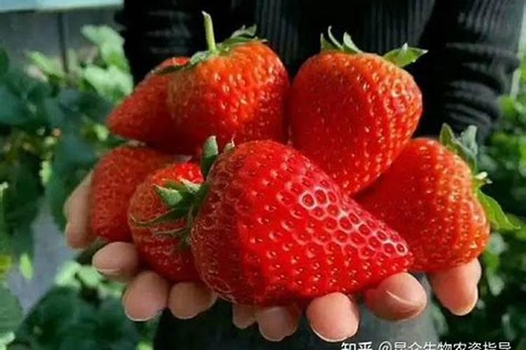 茄子栽后多长时间可以施肥