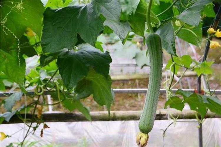 12月种植蔬菜品种