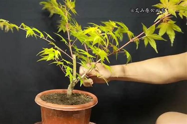 流泉枫树盆景怎么养？