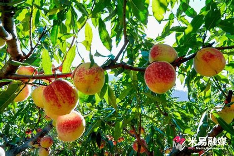 矿源黄腐酸一袋的价格在多少是正常的？黑金矿源黄腐酸钾哪家的好