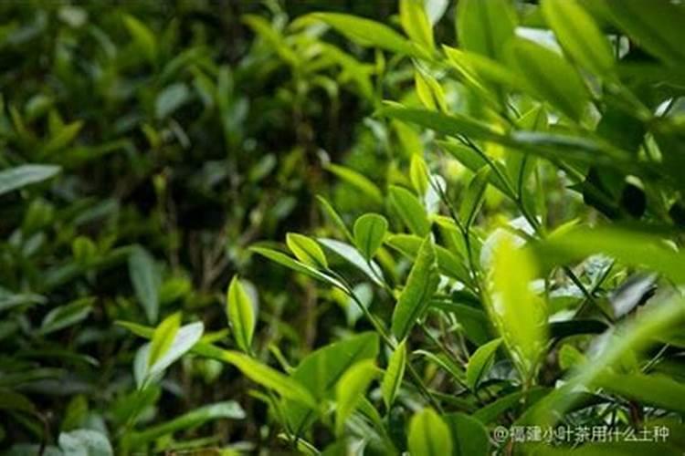 茶叶用什么肥料最好