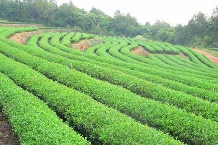茶叶施什么肥