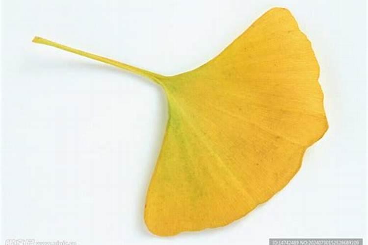 杏树增甜剂什么时候打