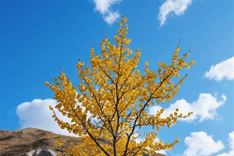 夏季刚移栽活的大杏树,刚发嫩芽,需要喷叶面肥吗？