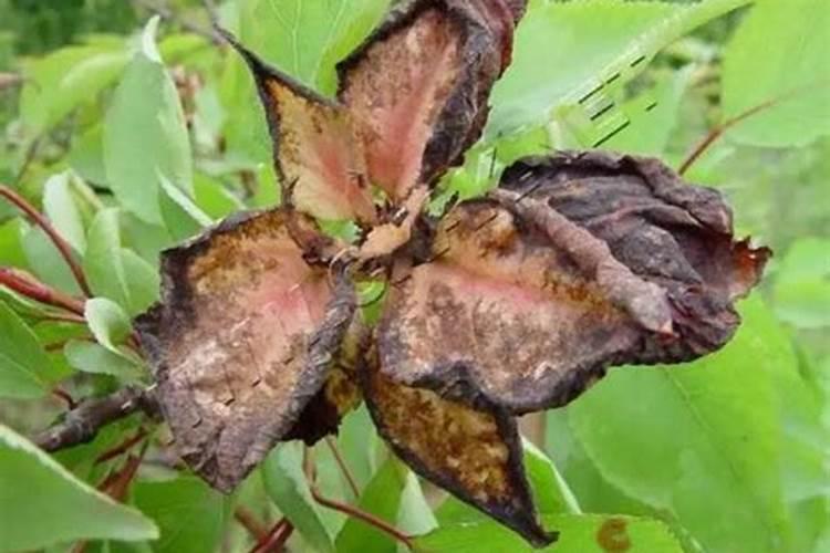 杏树什么时候打朋锌美杏树啥时候打朋果记？