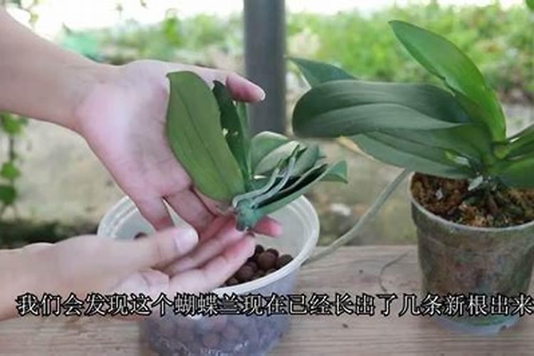 百香果皱果是怎么回事 皱果的原因及处理办法