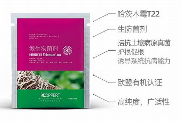 如何让早春蔬菜苗“无病虫”？