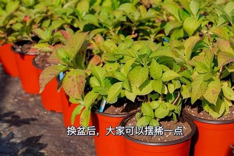 绣球换盆后要浇水吗
