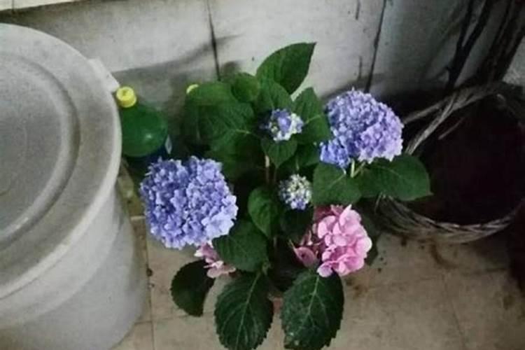 无尽夏绣球花栽了可浇生根粉吗？