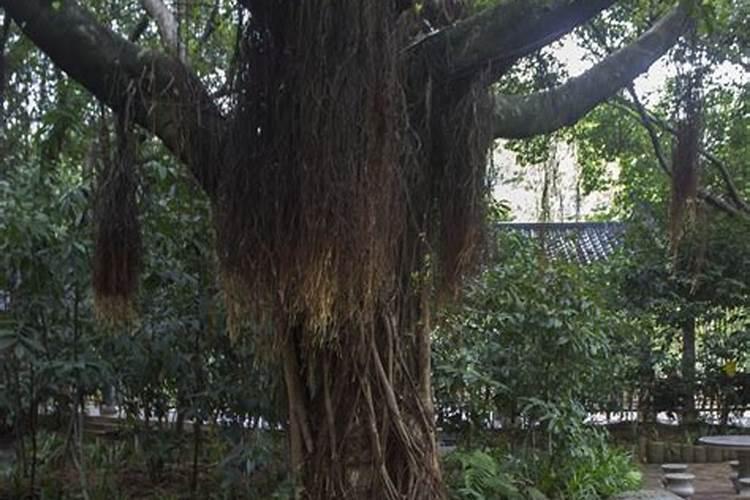 如何给茶花小苗追肥新芽长得更粗壮
