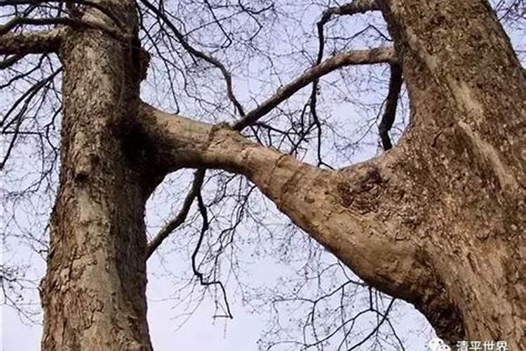 兰花怎么养护出粗壮的新芽