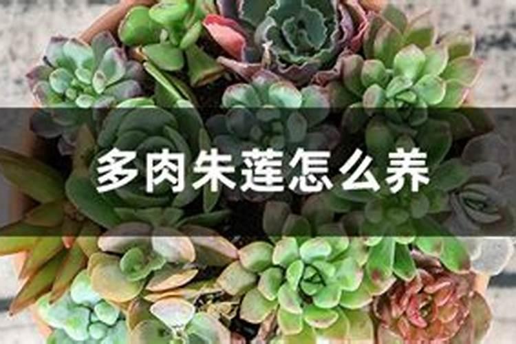 多肉施肥用什么肥料 多肉施肥方法