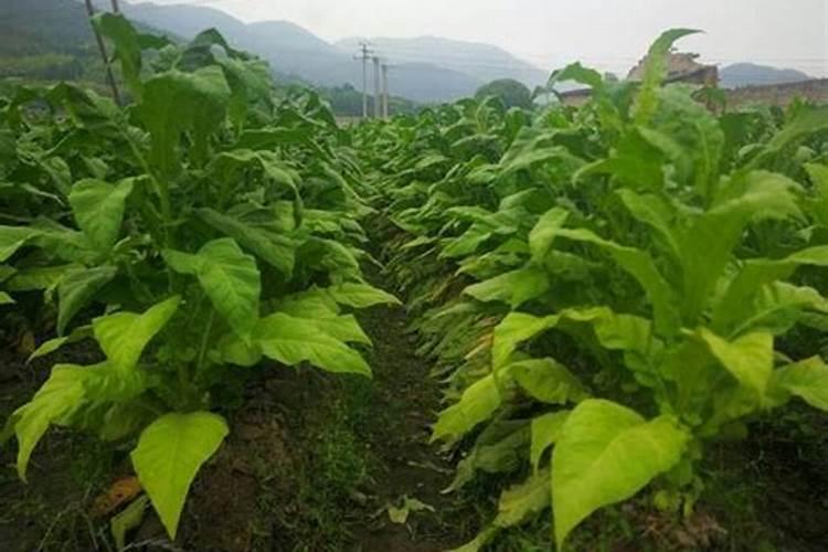 烟叶选土施肥需要注意什么 烟叶的整地与施肥技巧介绍