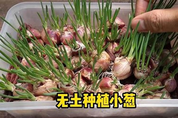 葱怎么种小盆栽水培 葱如何种小盆栽水培