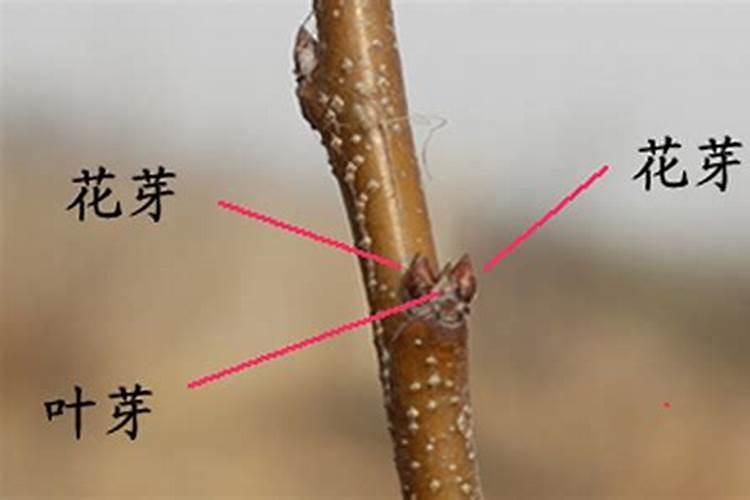 中国最好的果树叶面肥有哪些？