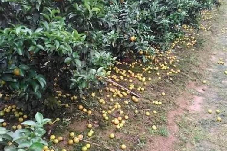 柑橘最忌三种肥料