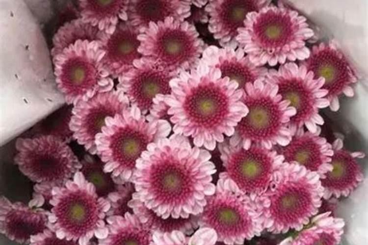 雏菊施肥方法,用什么肥好