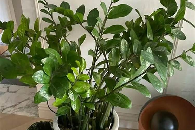 大豆怎样施基肥？追肥如何进行？