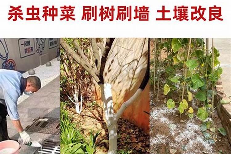 死树烂根的特效药