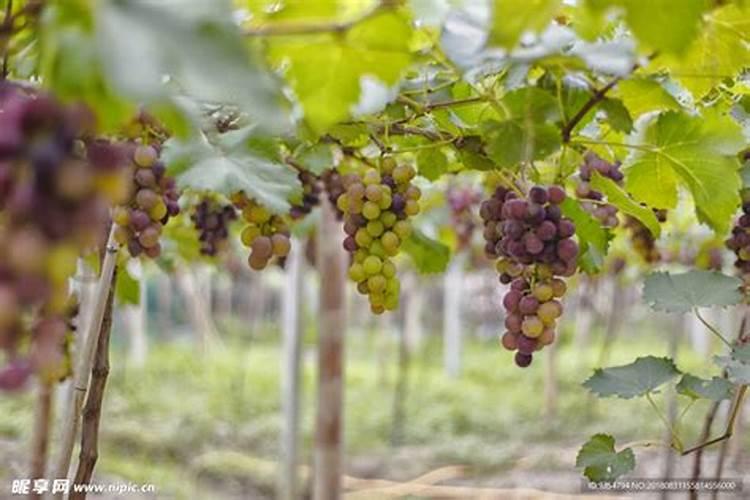 葡萄用硝酸钾和高氮膨果怎么样
