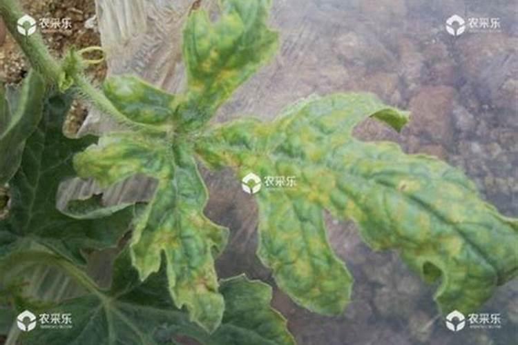氮、磷、钾对西瓜生长有哪些影响？