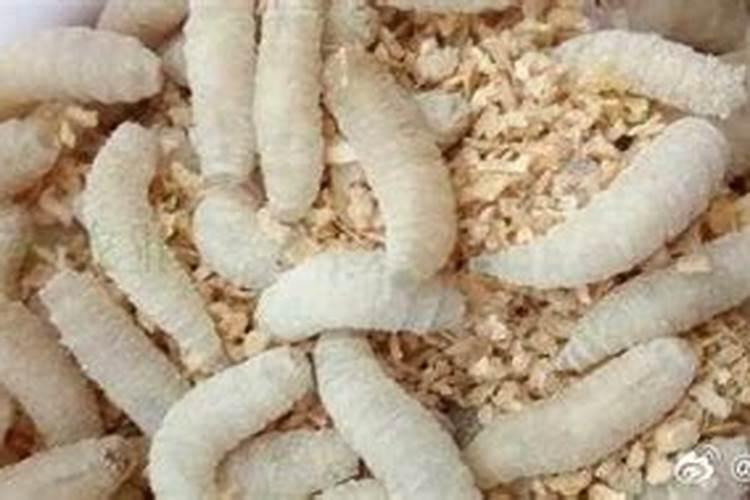 草莓苗子预防炭蛆病用什么药？