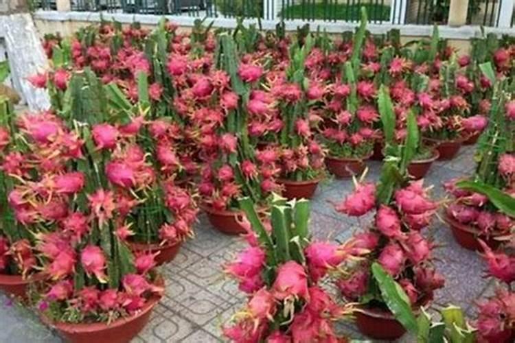 火龙果开花后要怎样打理才能结果 火龙果只开花不结果怎么办