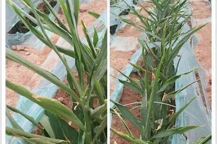 大姜培士后施了肥发很多小芽过多用磷酸二轻钾得吗