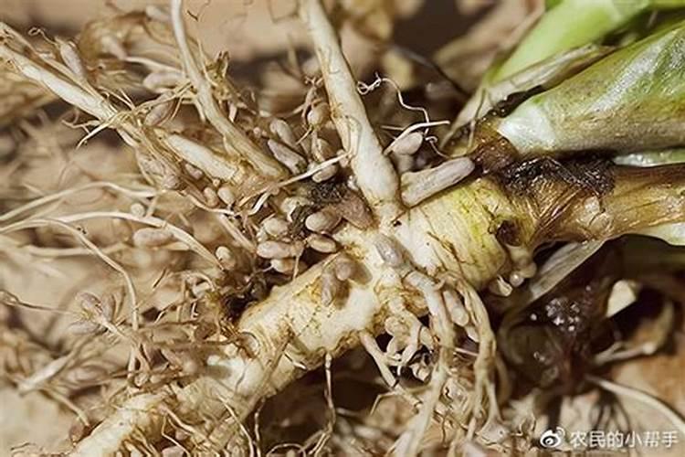 豆角开花结豆时能用赤吲乙芸苔吗