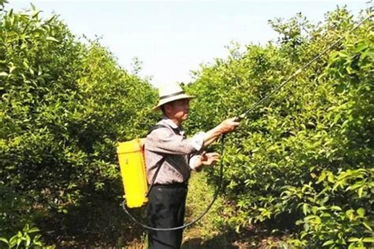 桔树施什么肥料能增加桔子甜度(桔子如何施肥增加甜度)