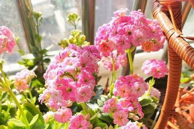 养花氮磷钾口诀,氮磷钾肥怎样施肥效果好