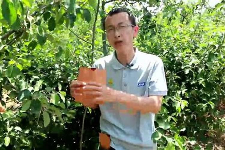 苹果树套袋后施什么化肥好