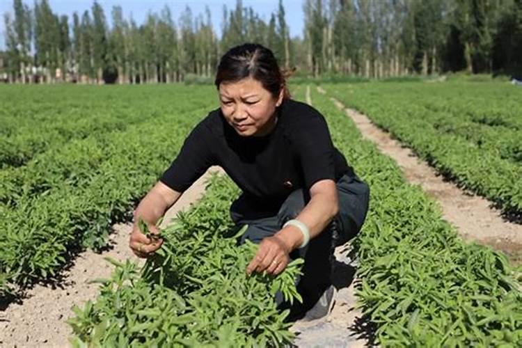 甜叶菊专用功能肥,蚌埠地区叶面肥用什么好