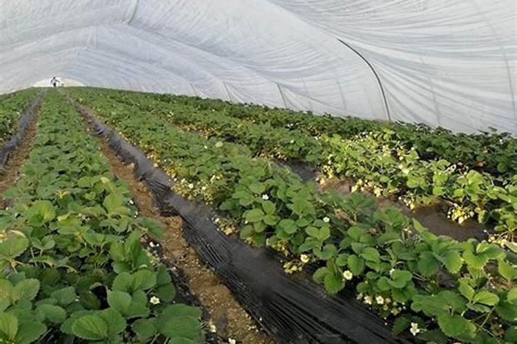 草莓一次冲施多少肥料？草莓怎样施肥能增产？草莓喷施金泰靓叶面肥