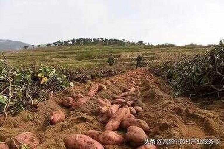 红薯怎么种植才高产种植红薯高产的方法