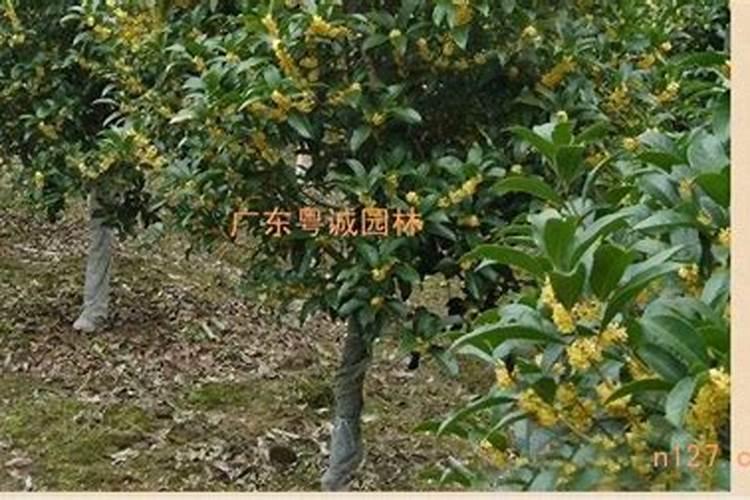 桂花树专用肥有哪些