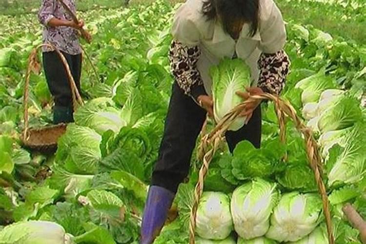 大白菜施什么肥大白菜怎么施肥