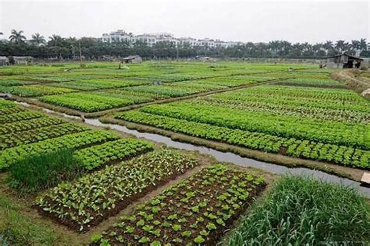 番茄第一次追肥用什么肥最好