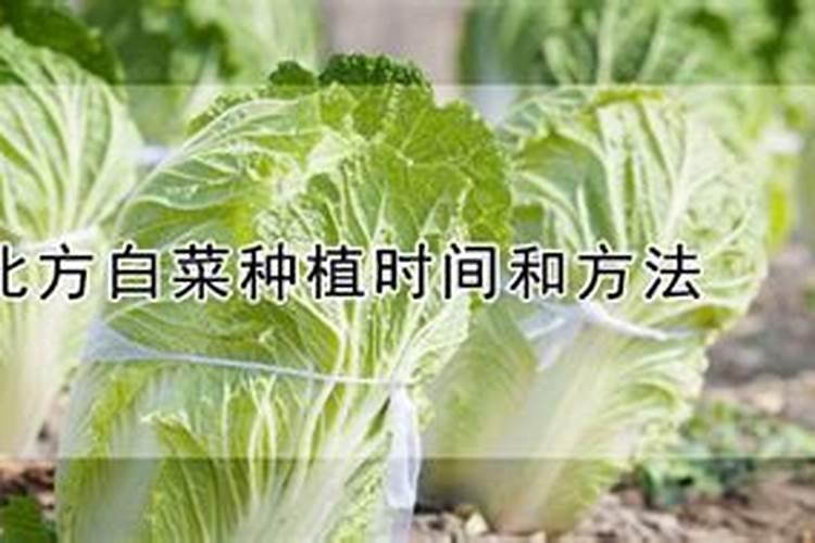 白菜最好的肥料第一名