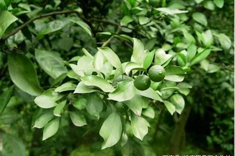 【三农技术讲台】 最简单高效柑橘促花法,花芽多又壮、产量低不了百度...