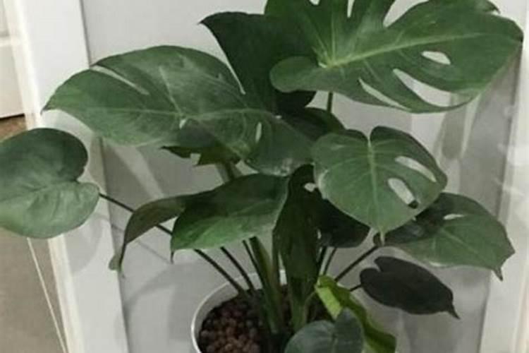 油菜立春后还能追肥吗 附种植方法