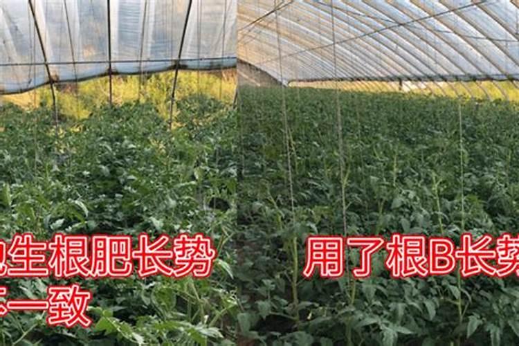 韭菜用什么肥料长得又肥又壮