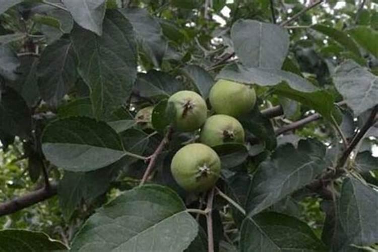 苹果树叶面喷钙、化学除草、叶面喷肥