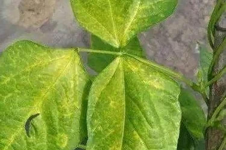 红小豆能喷叶面肥吗能用黄豆的叶面肥吗？
