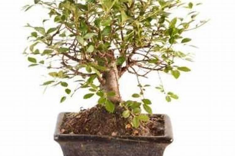 榆树施什么肥料最旺盛