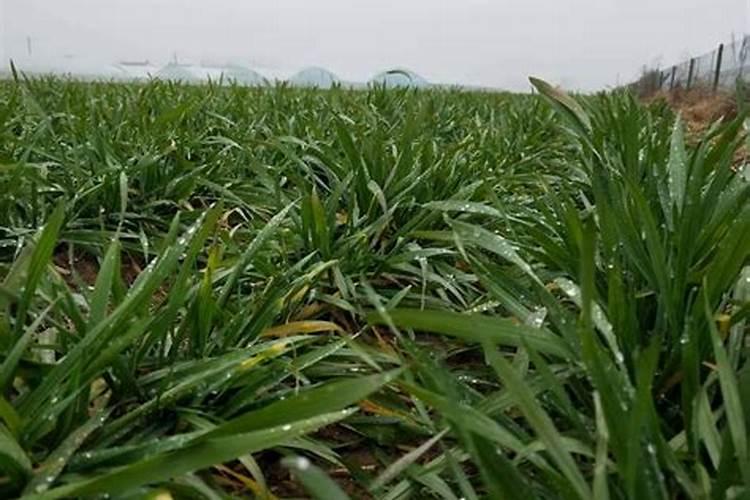 小麦追肥用什么肥料好 小麦追肥用什么类型的肥料好？