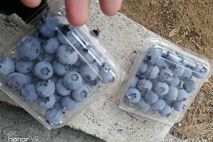 蓝莓施肥用什么肥料最好 种蓝莓用肥正确长得快