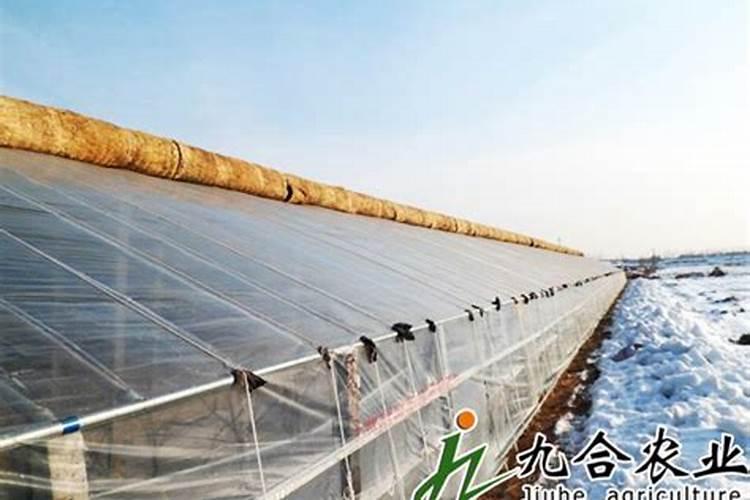 怎样管理.辣椒高产