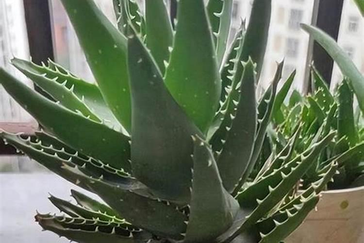 芦荟怎么养 做好这六点